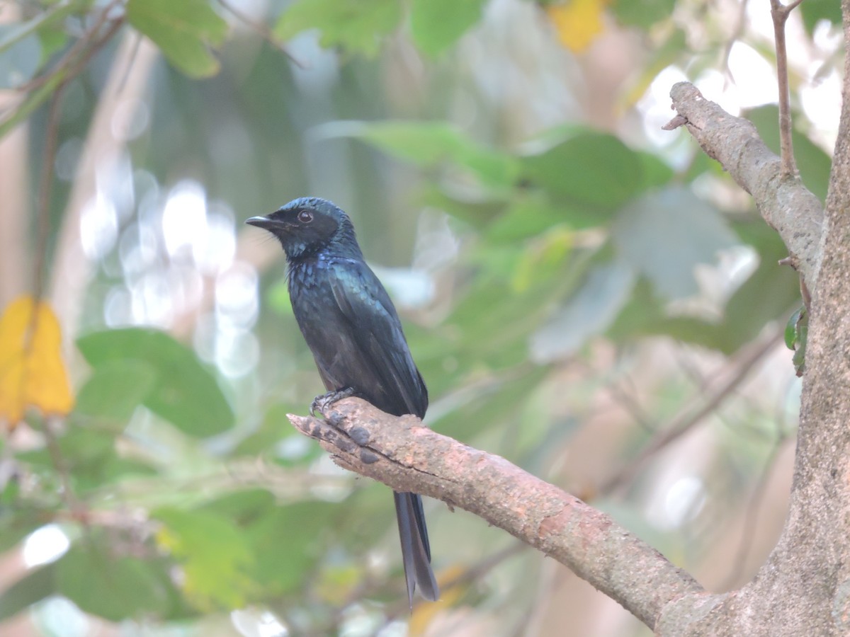 Bronzed Drongo - ML131361301