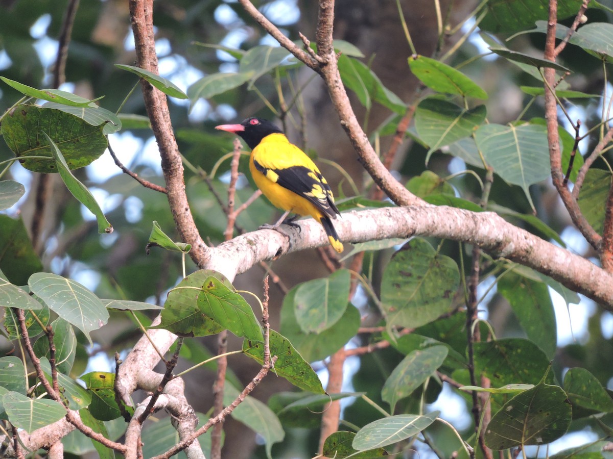 Black-hooded Oriole - ML131361371