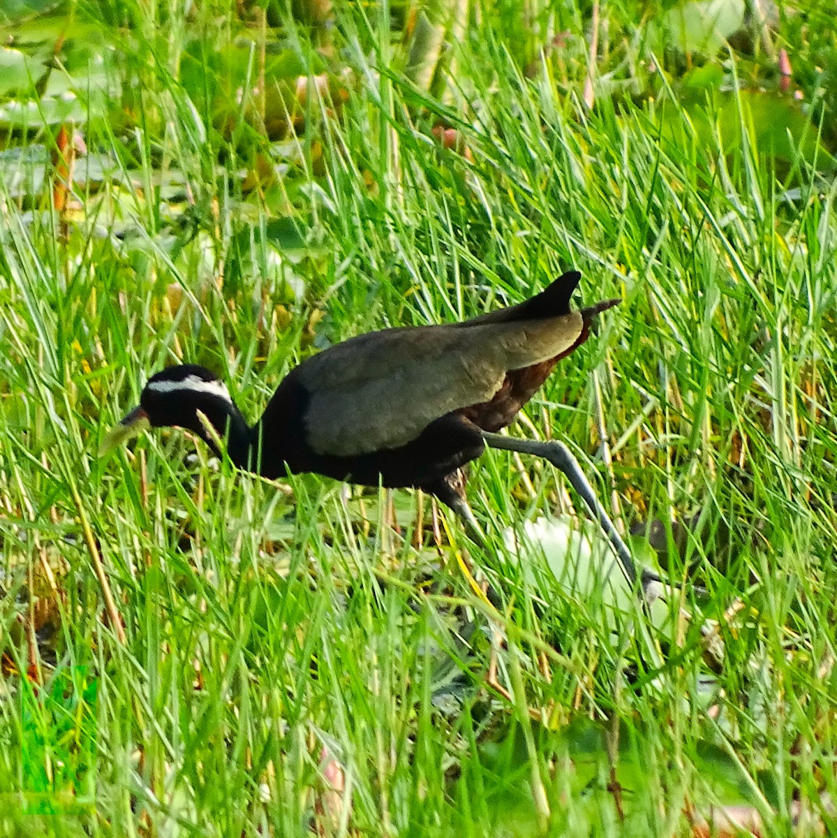 Bronze-winged Jacana - Renju TR