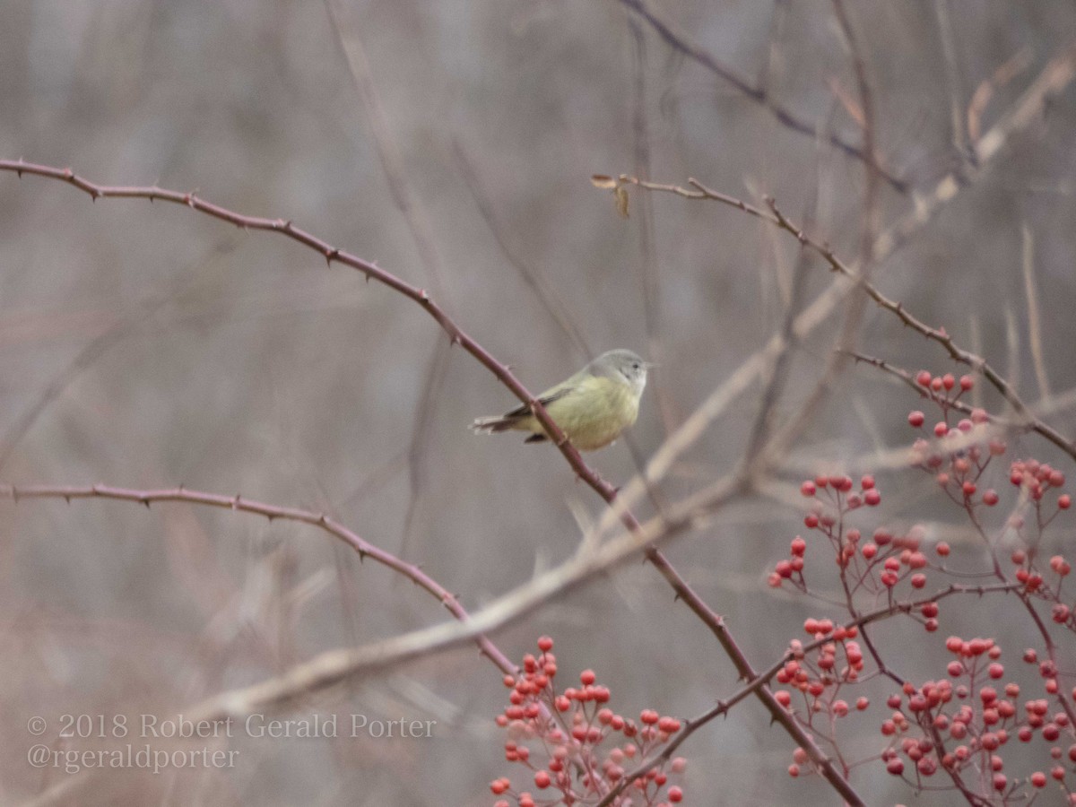Orange-crowned Warbler - ML131361651