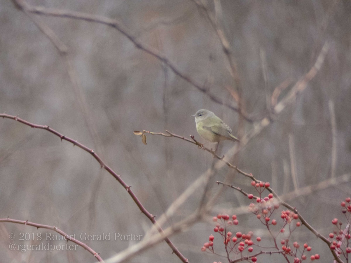Orange-crowned Warbler - ML131361671