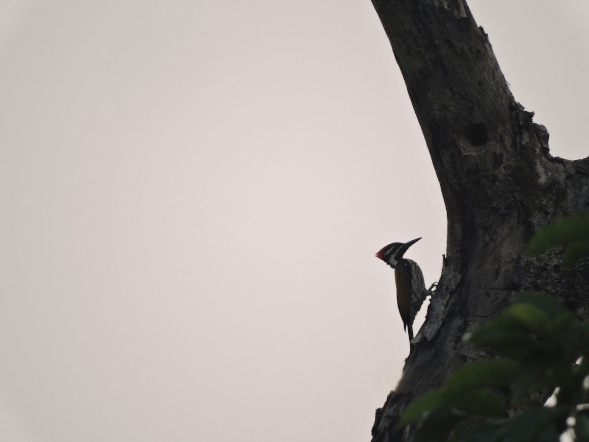 Black-rumped Flameback - ML131362101