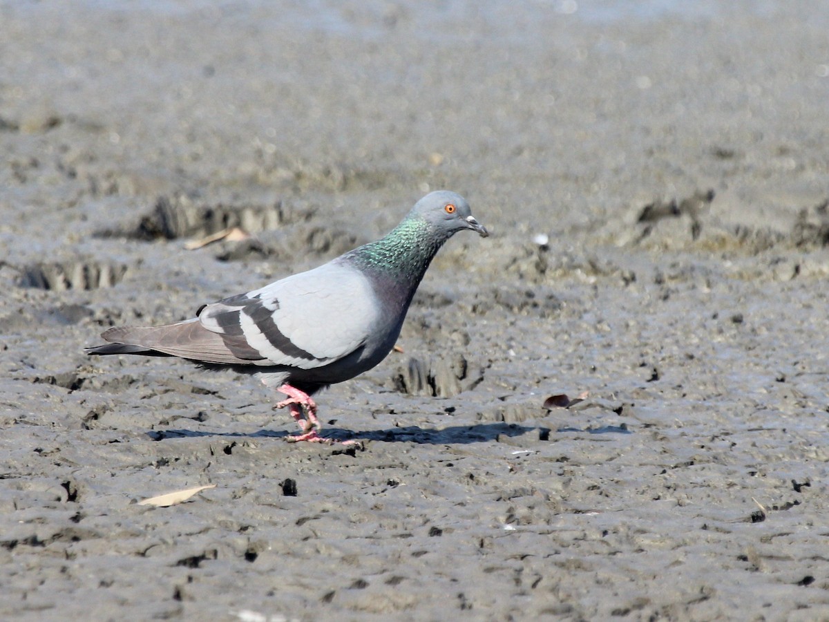 Rock Pigeon (Feral Pigeon) - ML131363051
