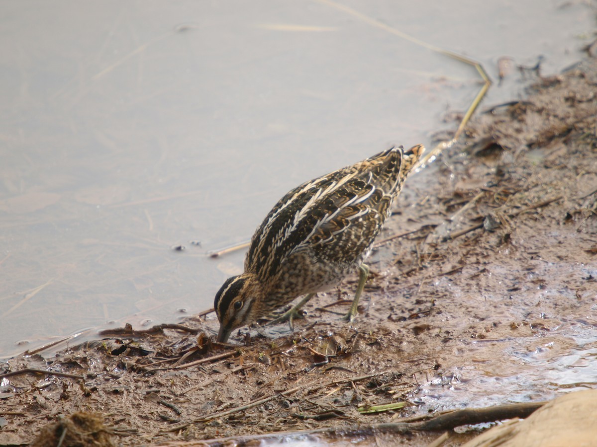 bekasina severoamerická - ML131363511