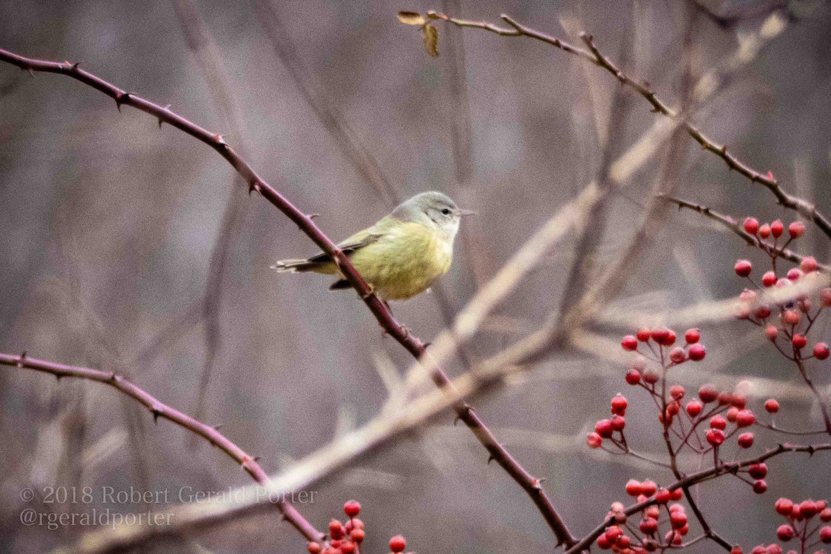 Orange-crowned Warbler - ML131366951