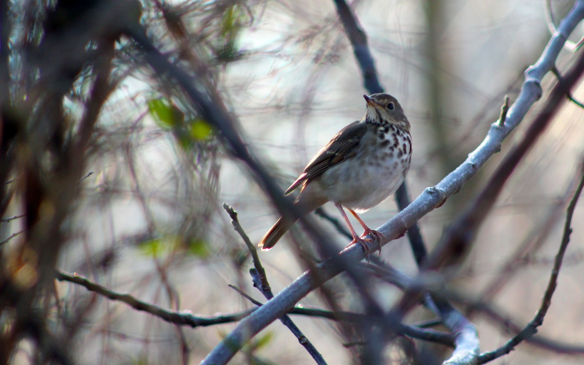 Hermit Thrush - ML131367541