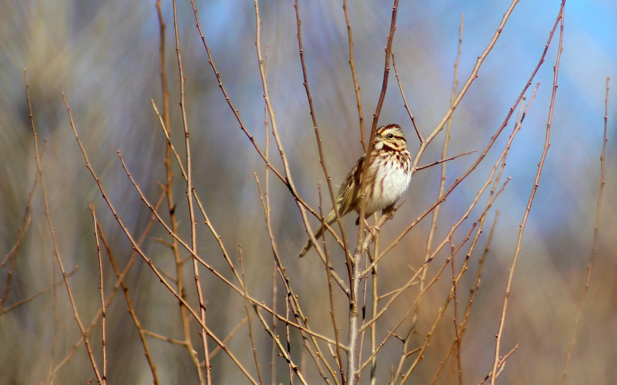 Song Sparrow - ML131367551