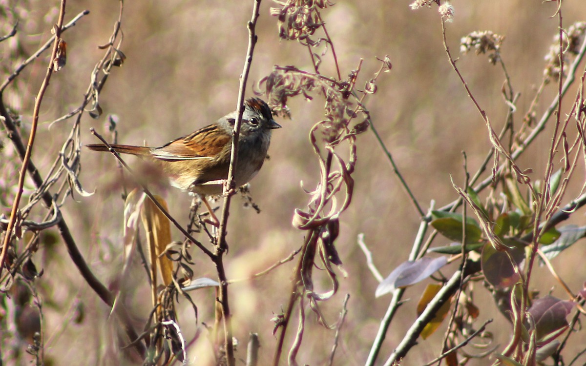 Swamp Sparrow - ML131367571