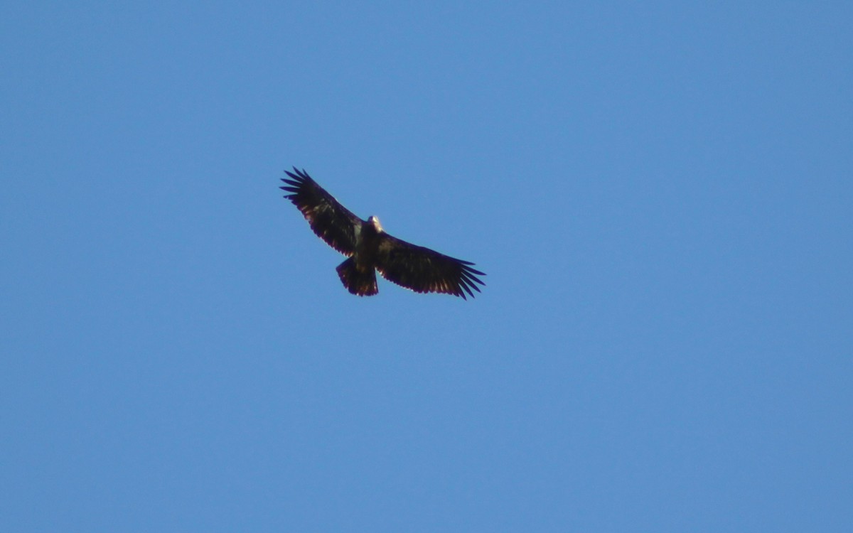 Bald Eagle - ML131367581