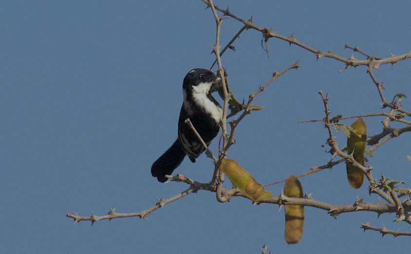 White-naped Tit - Ashis Kumar  Pradhan