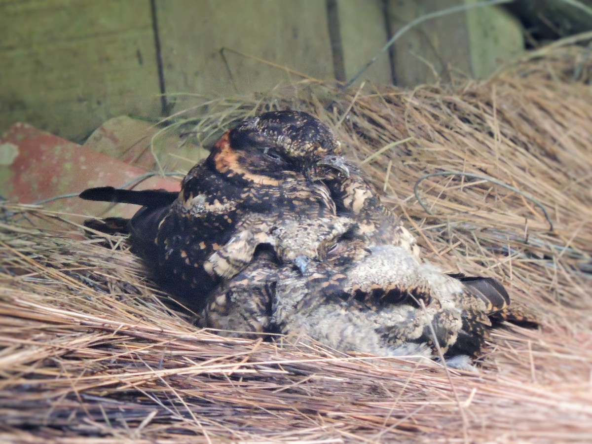 Lyre-tailed Nightjar - ML131369671