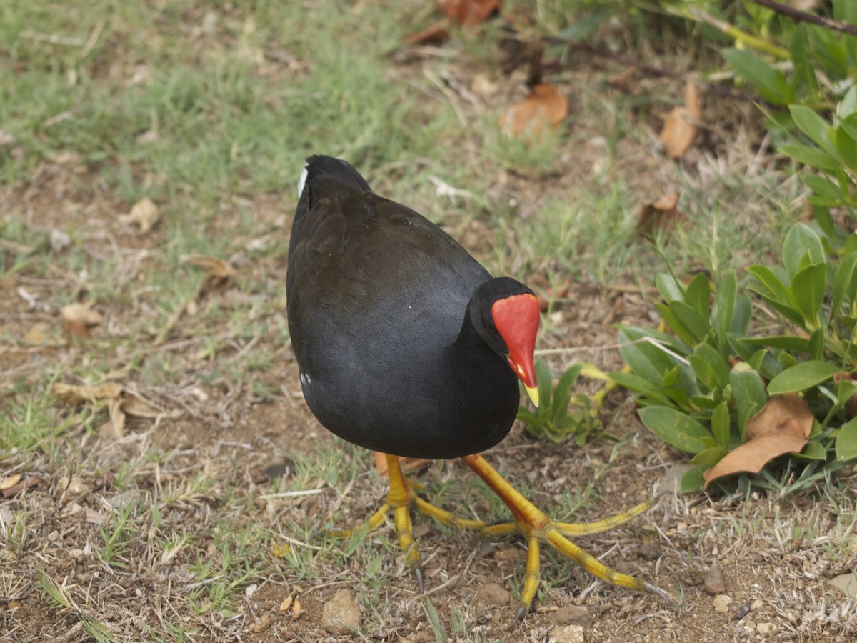 Common Gallinule (Hawaiian) - ML131376831