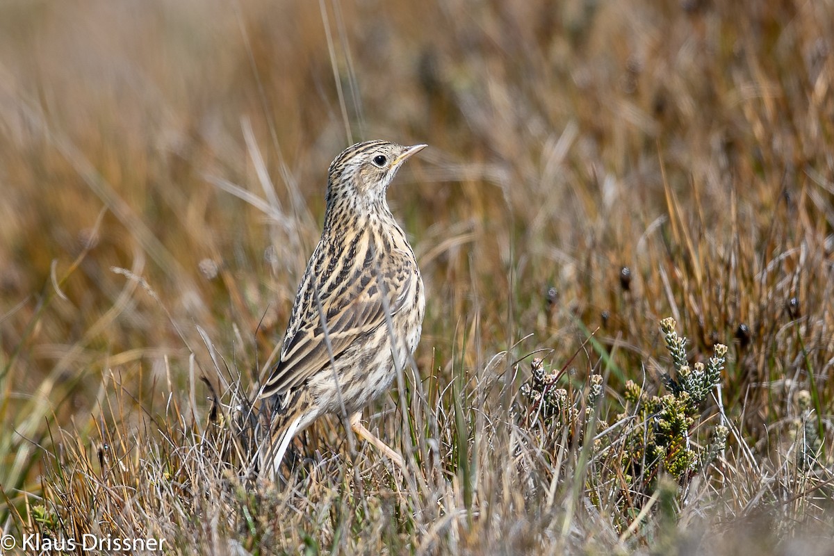 Correndera Pipit - Klaus Drissner