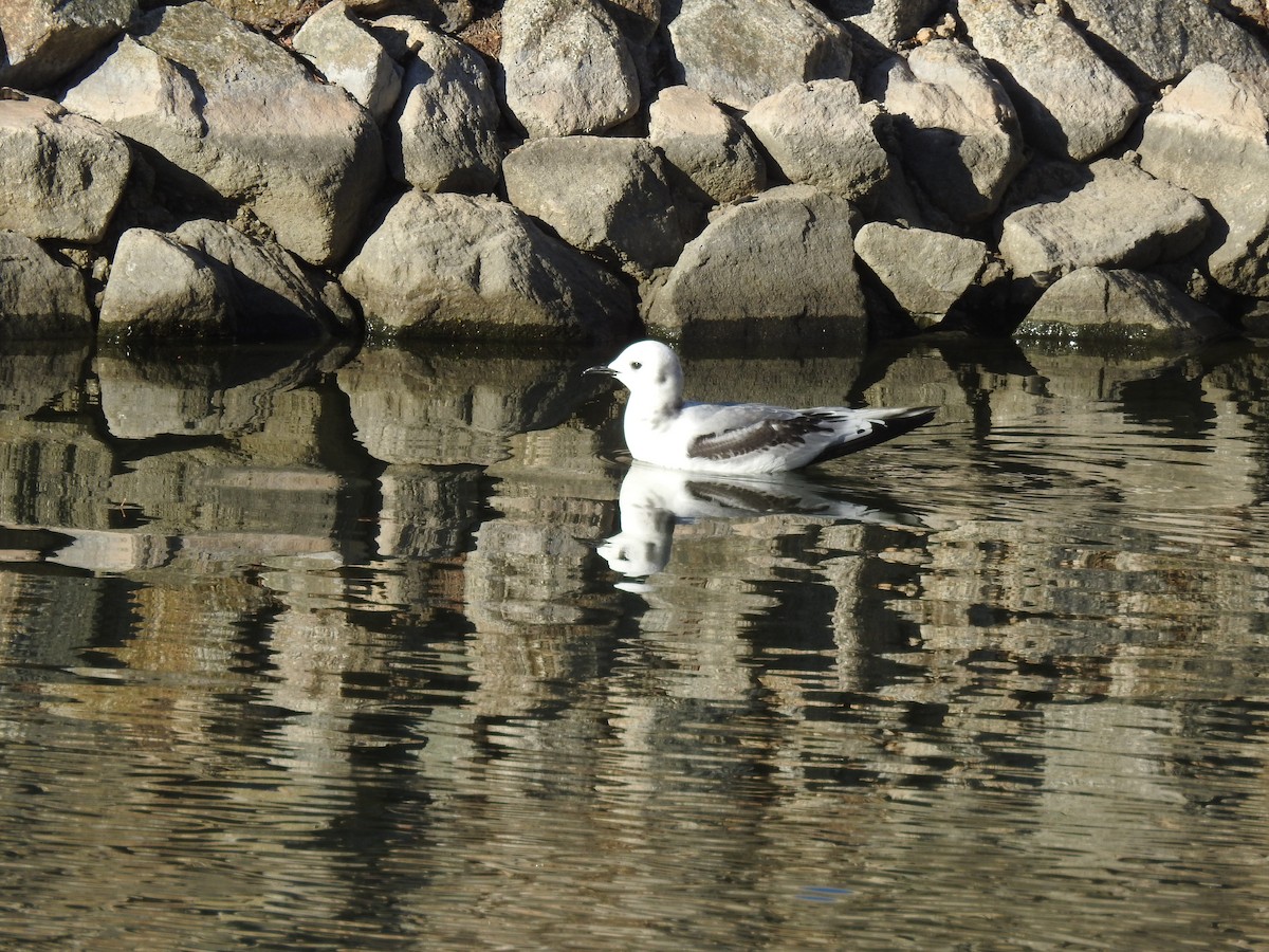 Mouette tridactyle - ML131378751