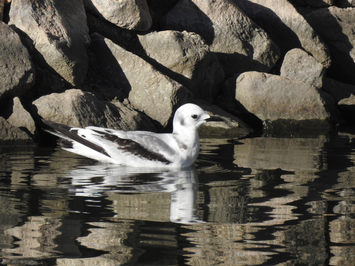 Mouette tridactyle - ML131378931