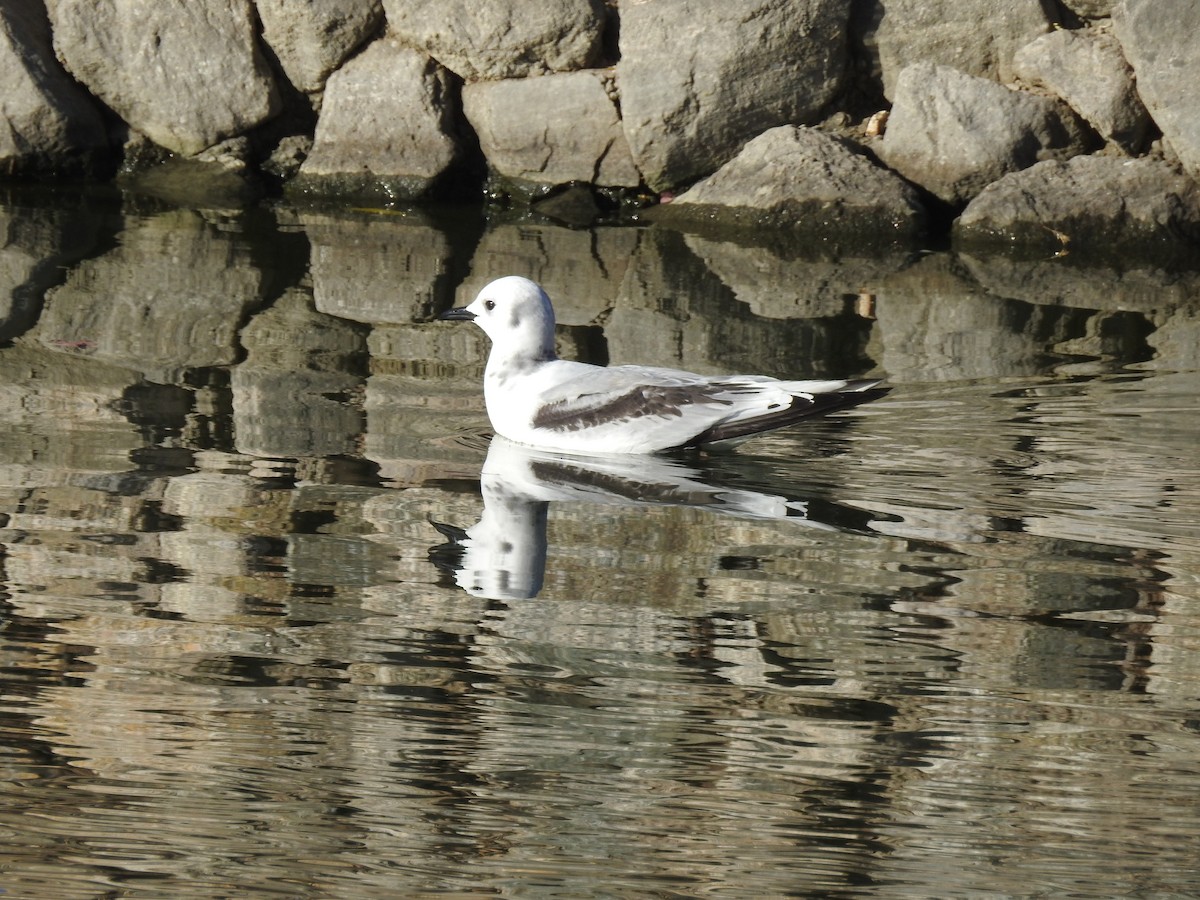 Mouette tridactyle - ML131378951