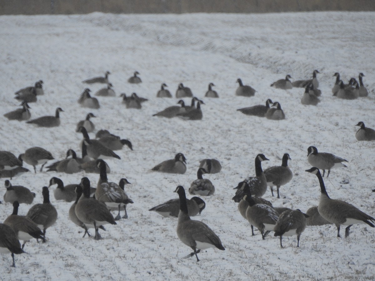 Canada Goose - ML131379131