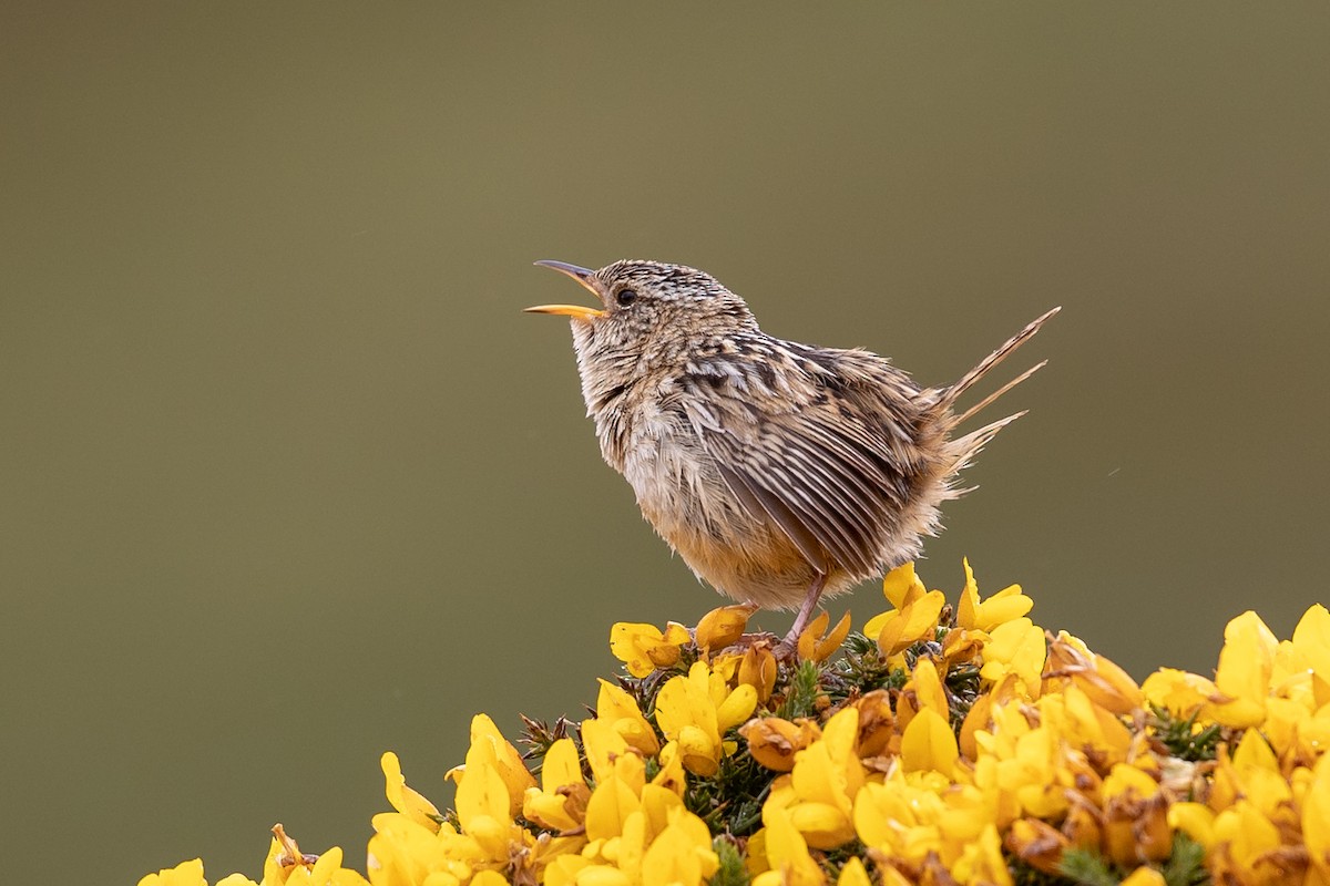 Grass Wren - ML131379271