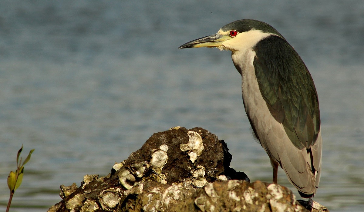 Black-crowned Night Heron - ML131380681