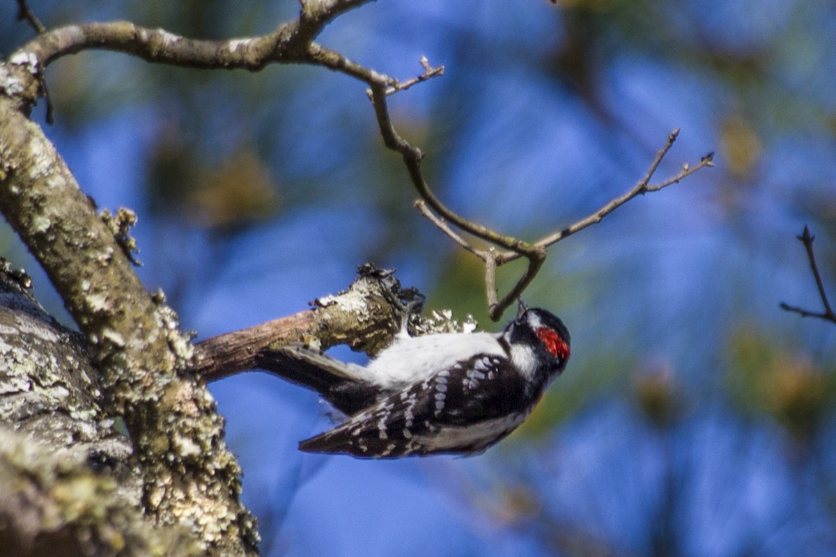 Downy Woodpecker - ML131381101