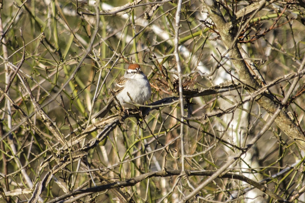 Chipping Sparrow - ML131381121