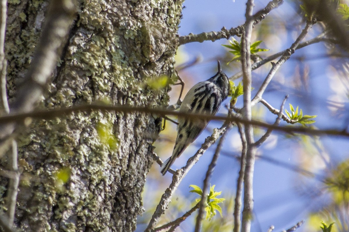 Black-and-white Warbler - ML131381171