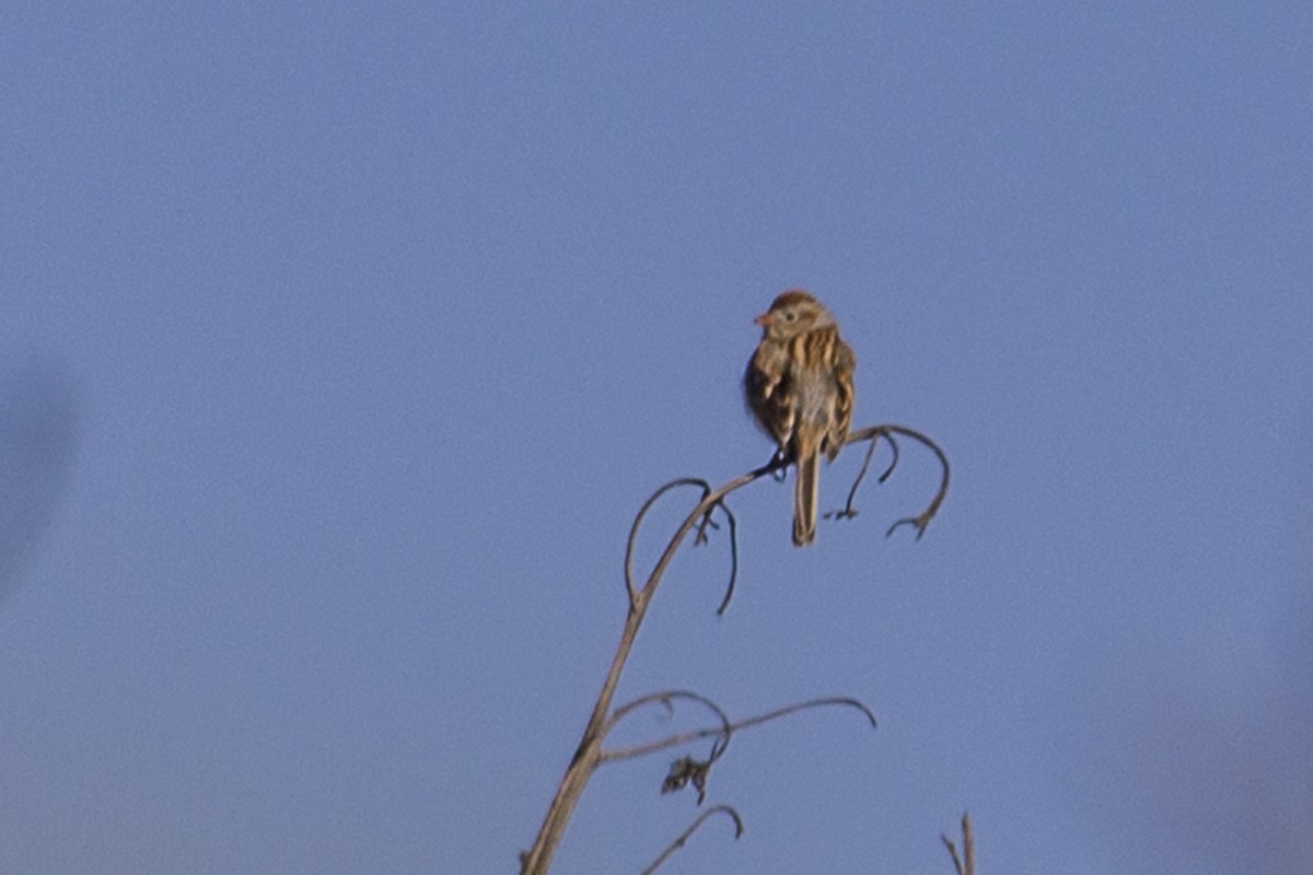 Field Sparrow - ML131381181