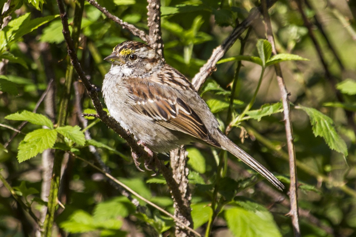 White-throated Sparrow - ML131381241