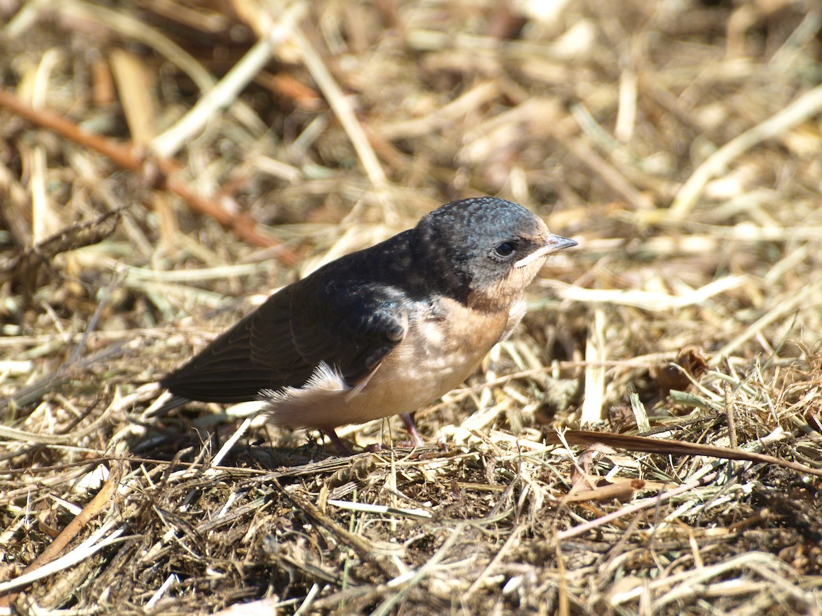 Barn Swallow - ML131382591