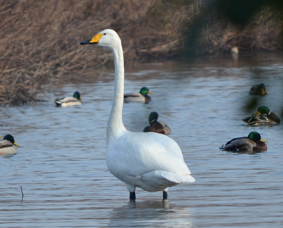 Whooper Swan - ML131383211