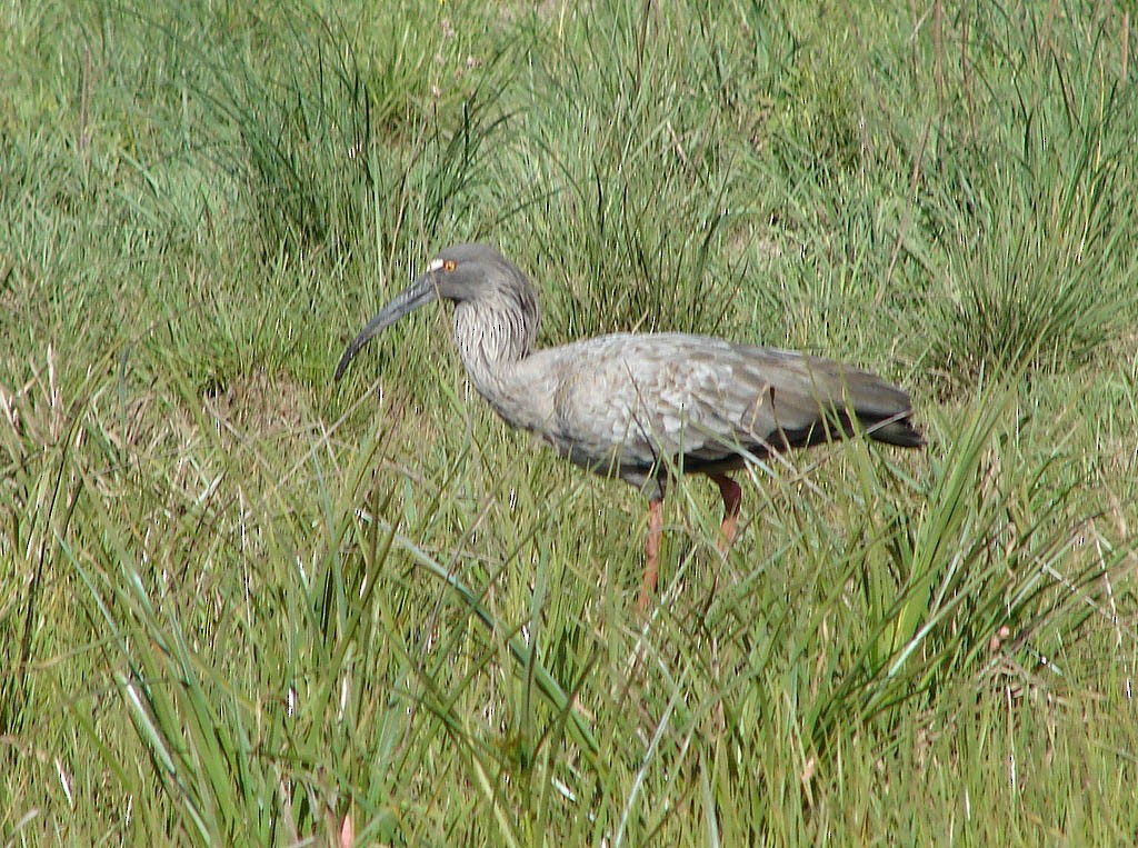 ibis běločelý - ML131384691