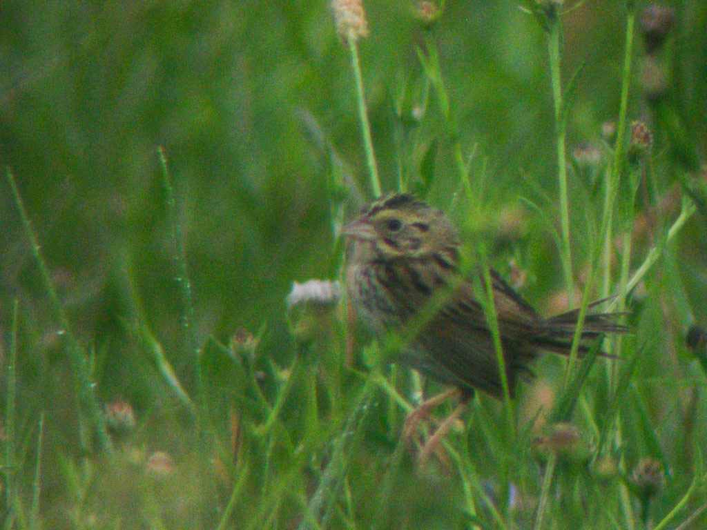 Henslow's Sparrow - ML131384901