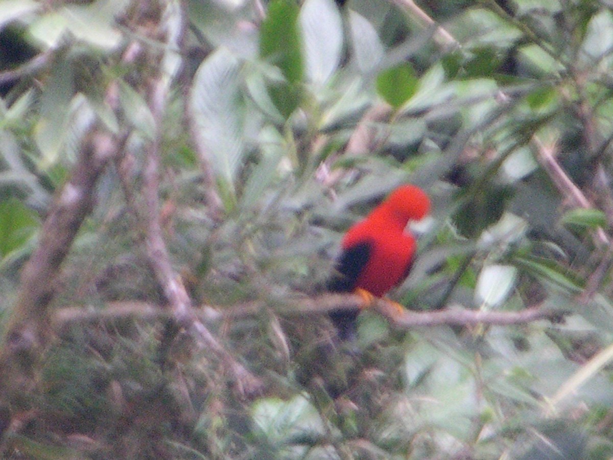 Gallito de las Rocas Peruano - ML131385111