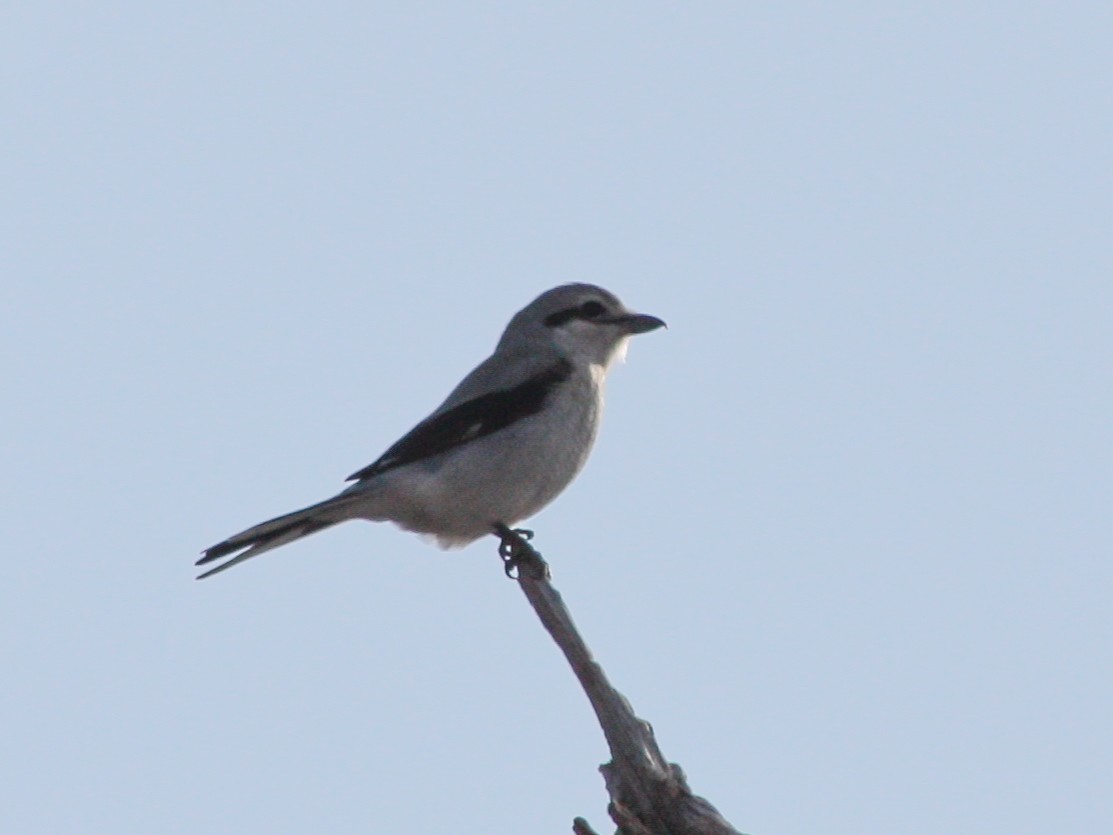 Northern Shrike - ML131385421
