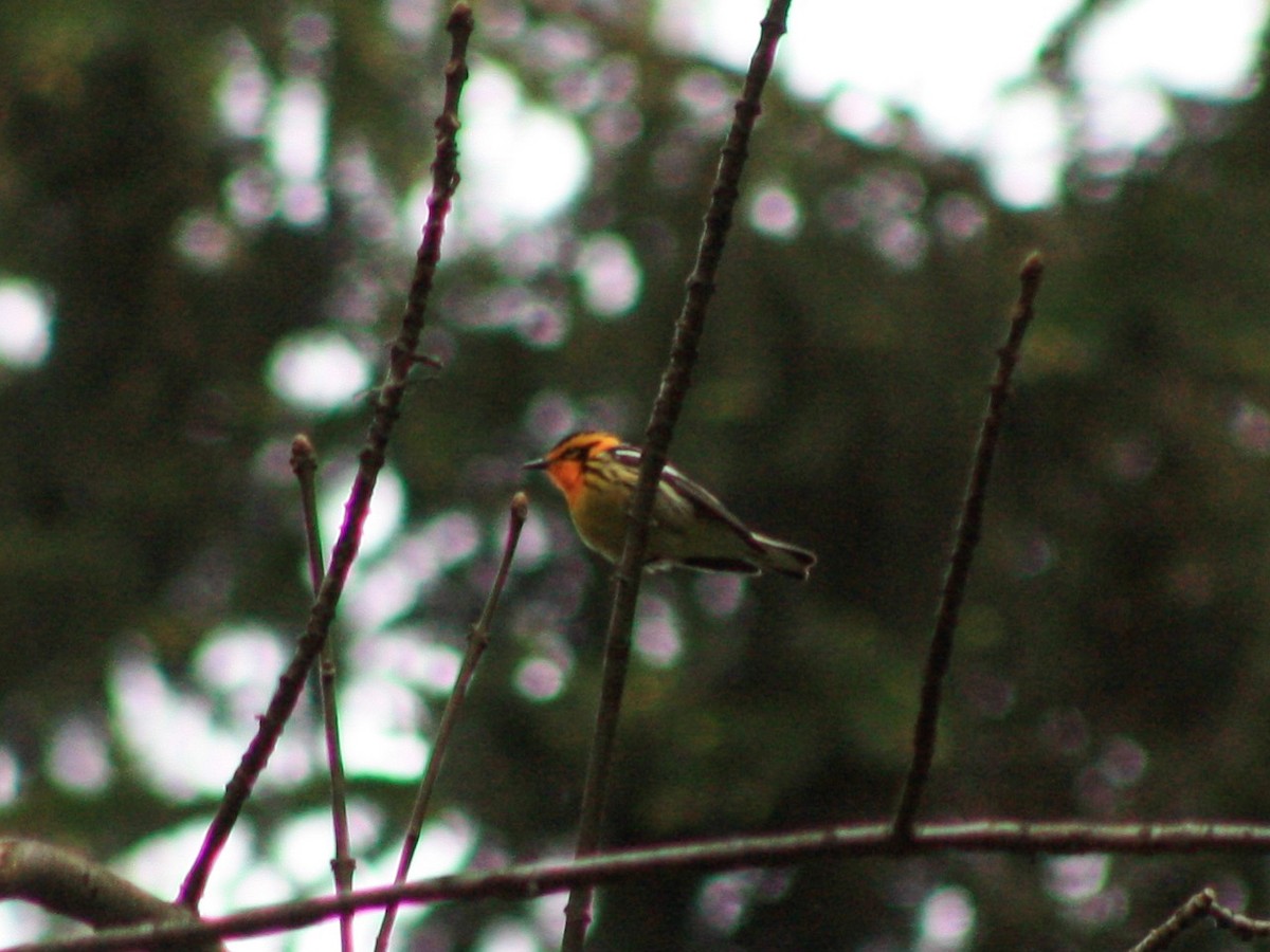 Blackburnian Warbler - ML131385811