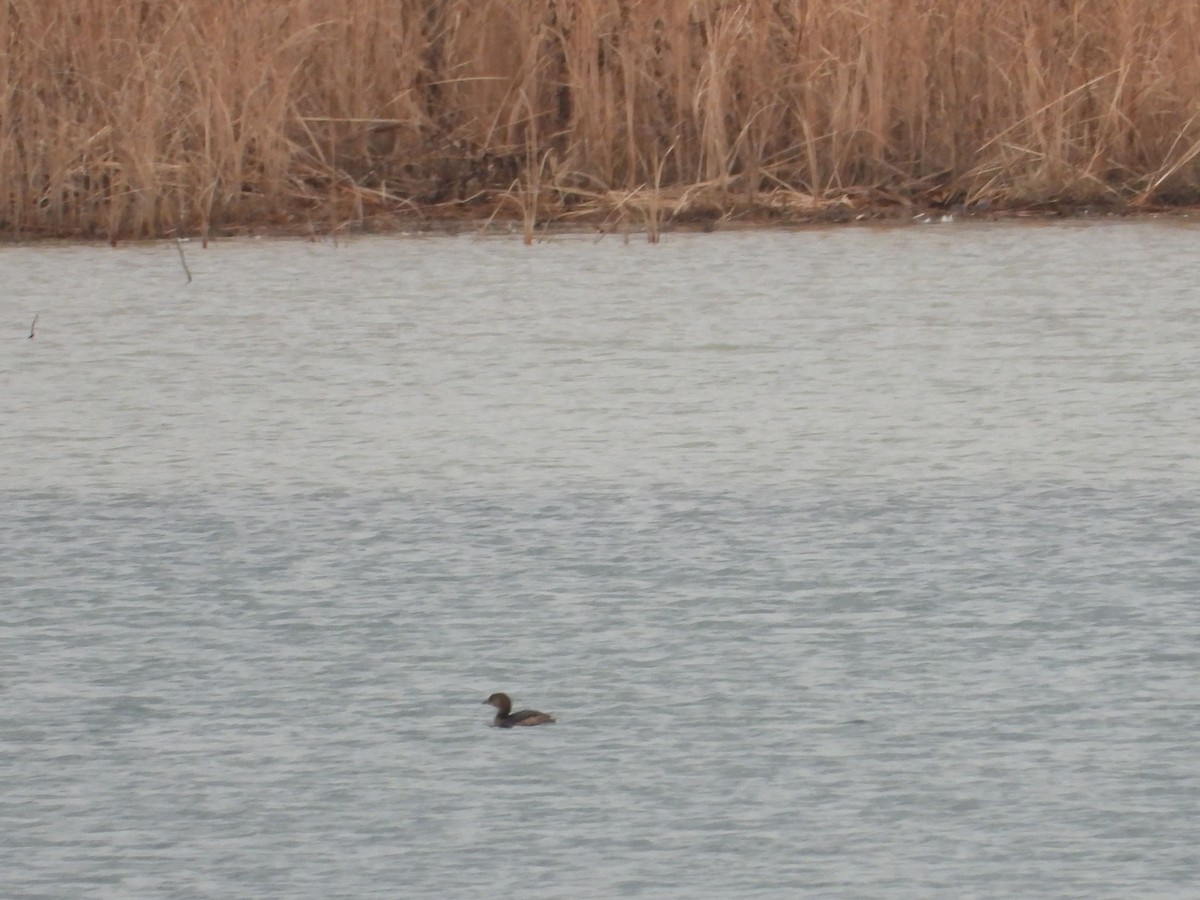 Pied-billed Grebe - Rick Luehrs