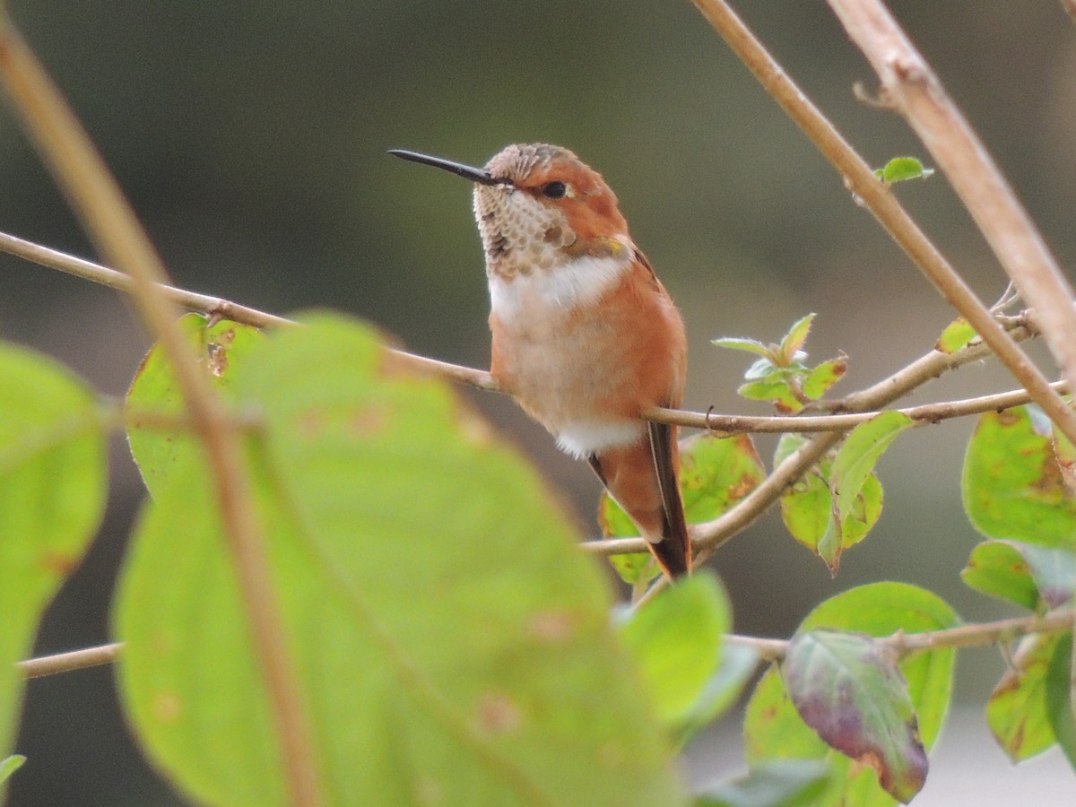 Rufous Hummingbird - ML131388491