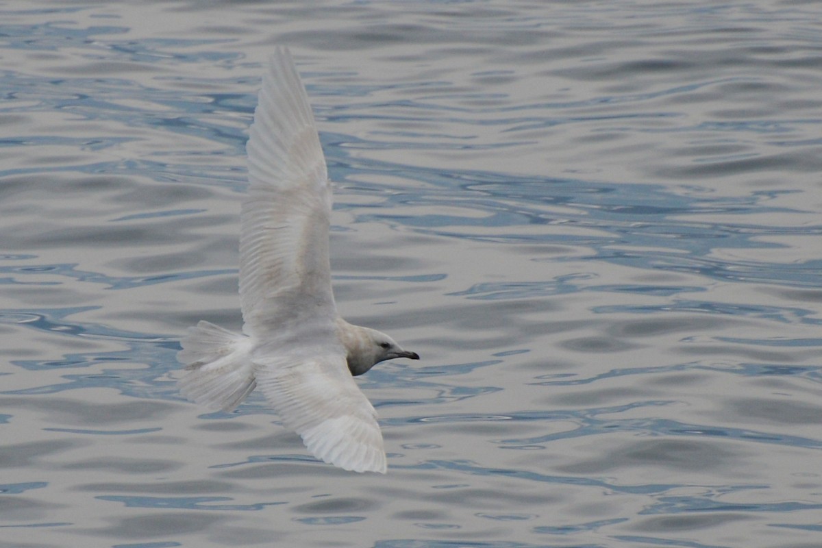 Iceland Gull - ML131388521