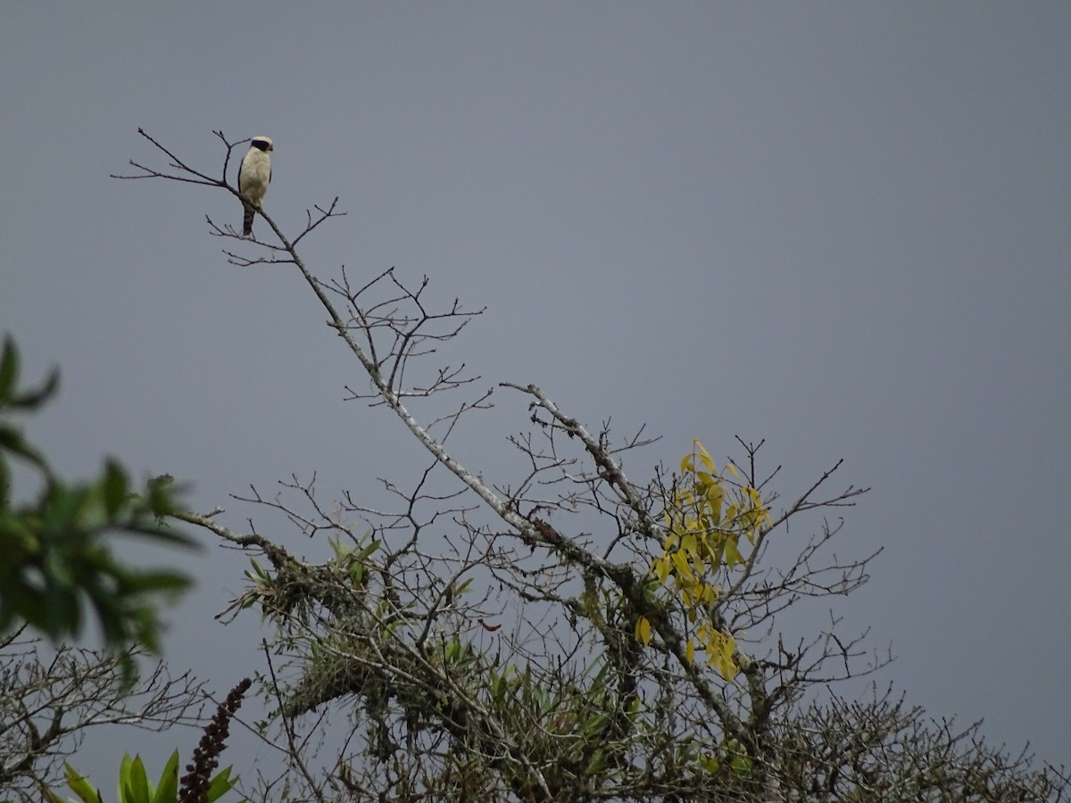 Laughing Falcon - ML131389961