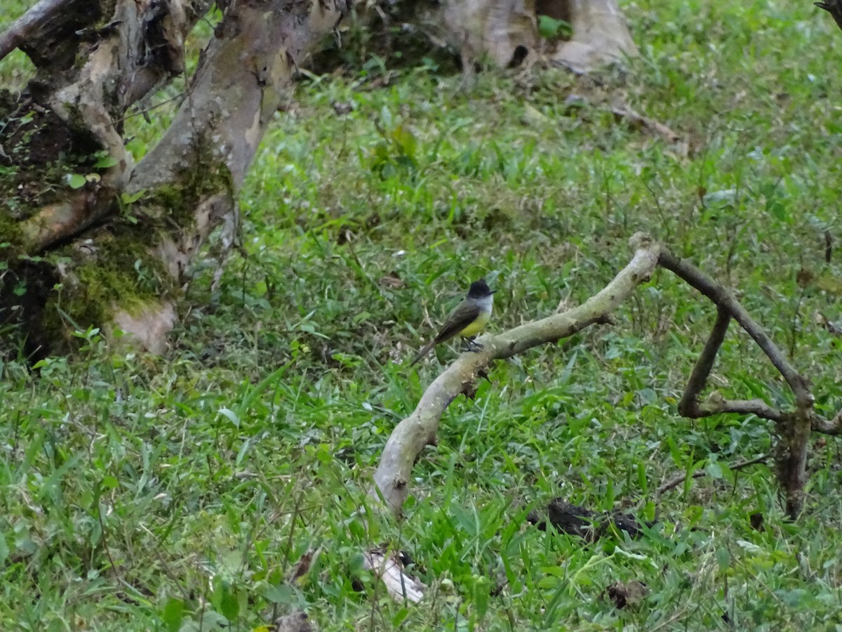 Dusky-capped Flycatcher - ML131390091