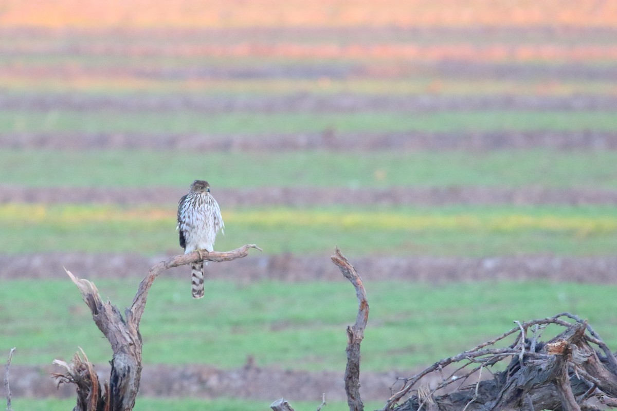 Cooper's Hawk - ML131390961