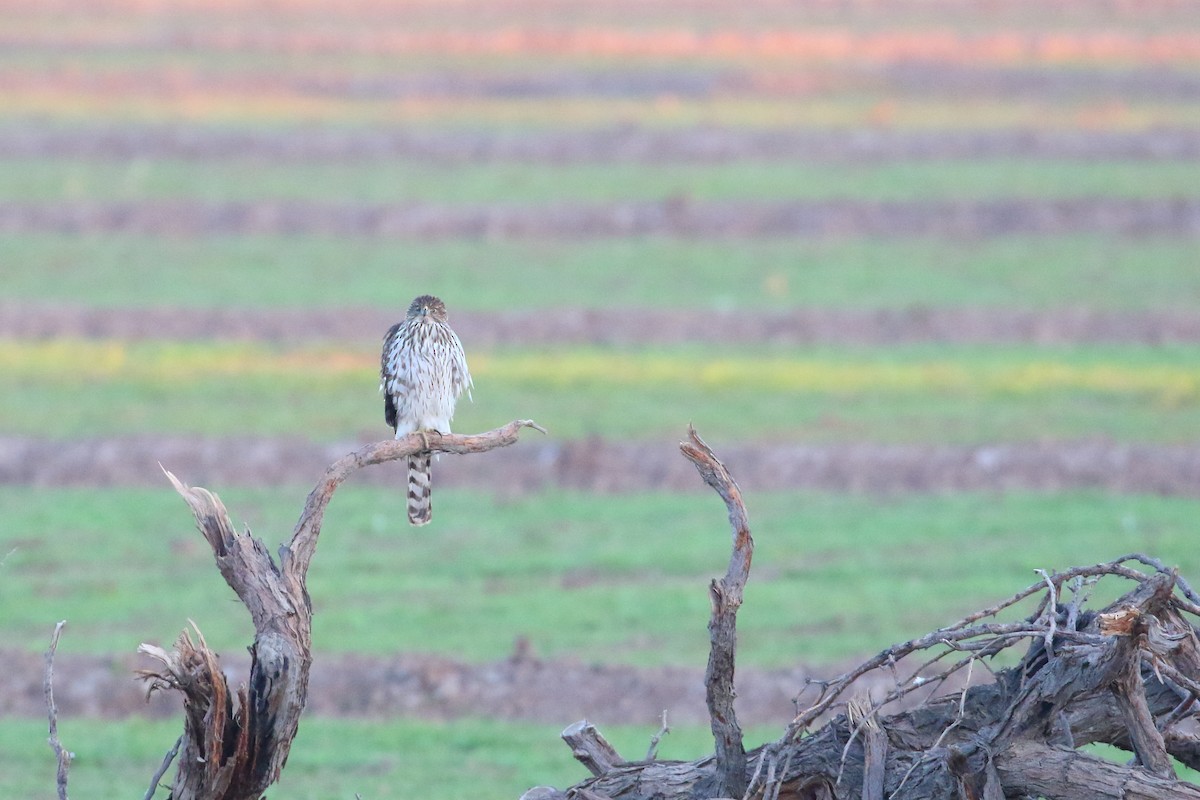 Cooper's Hawk - ML131390991