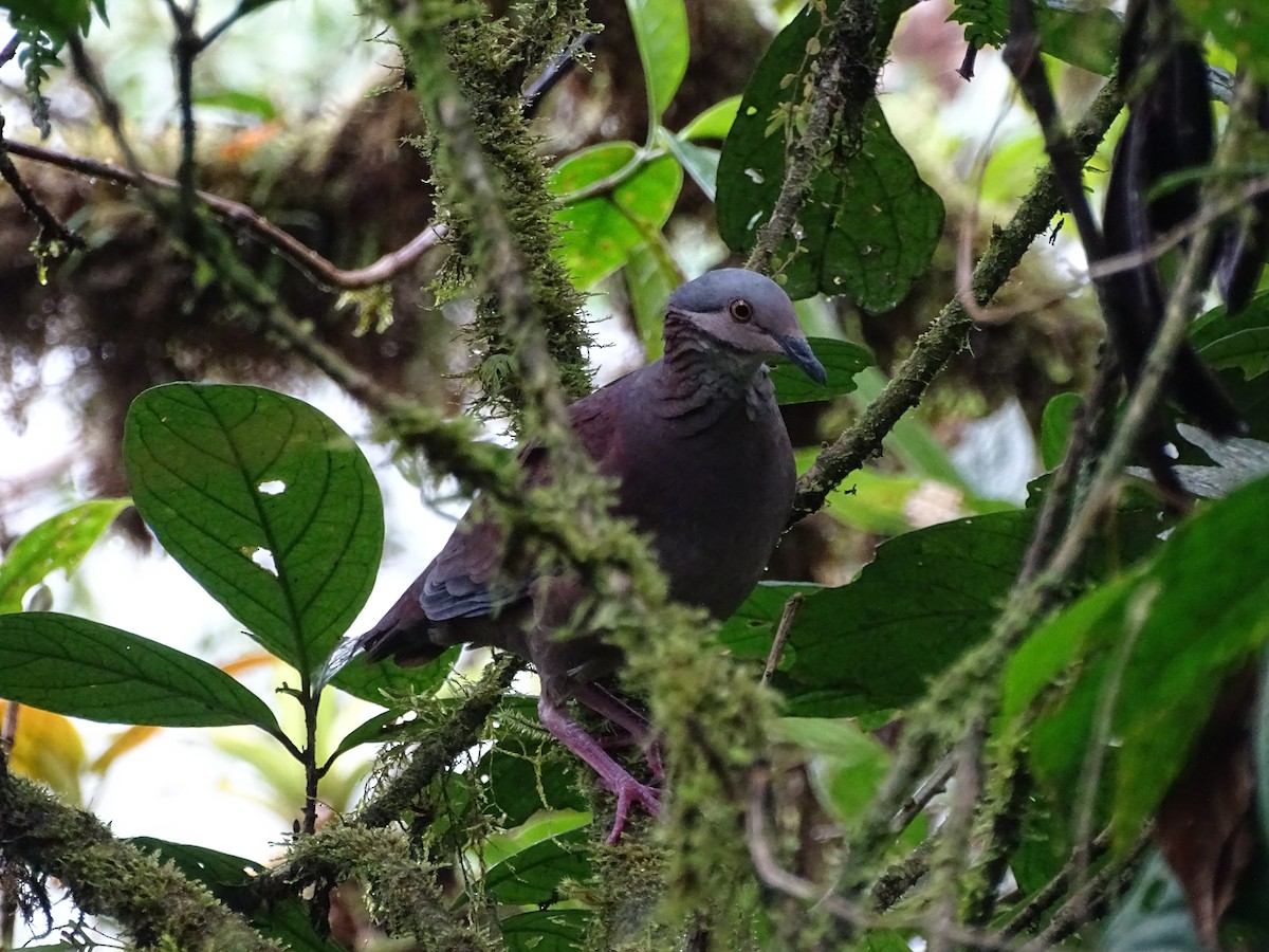 White-throated Quail-Dove - ML131395011