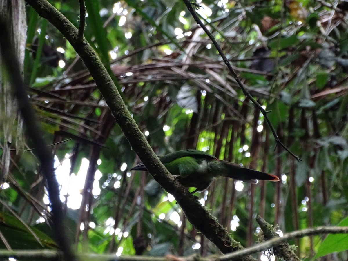 Crimson-rumped Toucanet - ML131395381