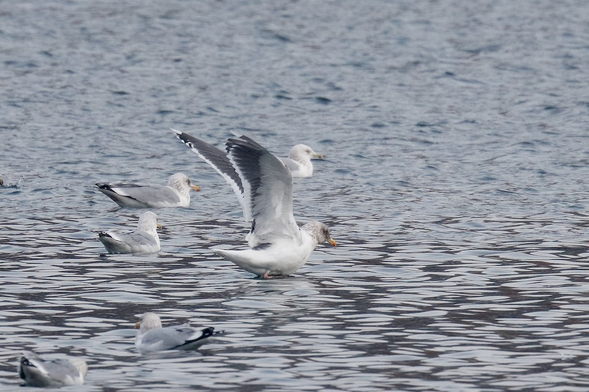 Slaty-backed Gull - Geoff Malosh