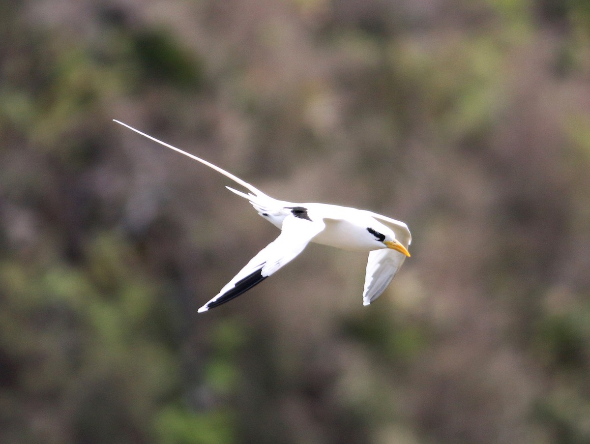 White-tailed Tropicbird - ML131397741