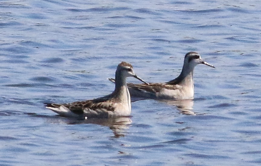 Red-necked Phalarope - ML131397841