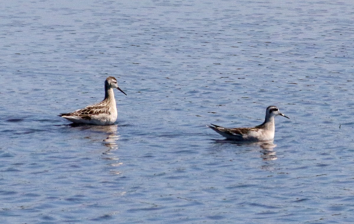 Red-necked Phalarope - ML131397861