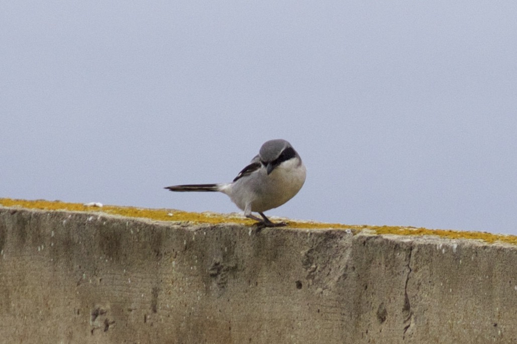 Сорокопуд американський - ML131398031