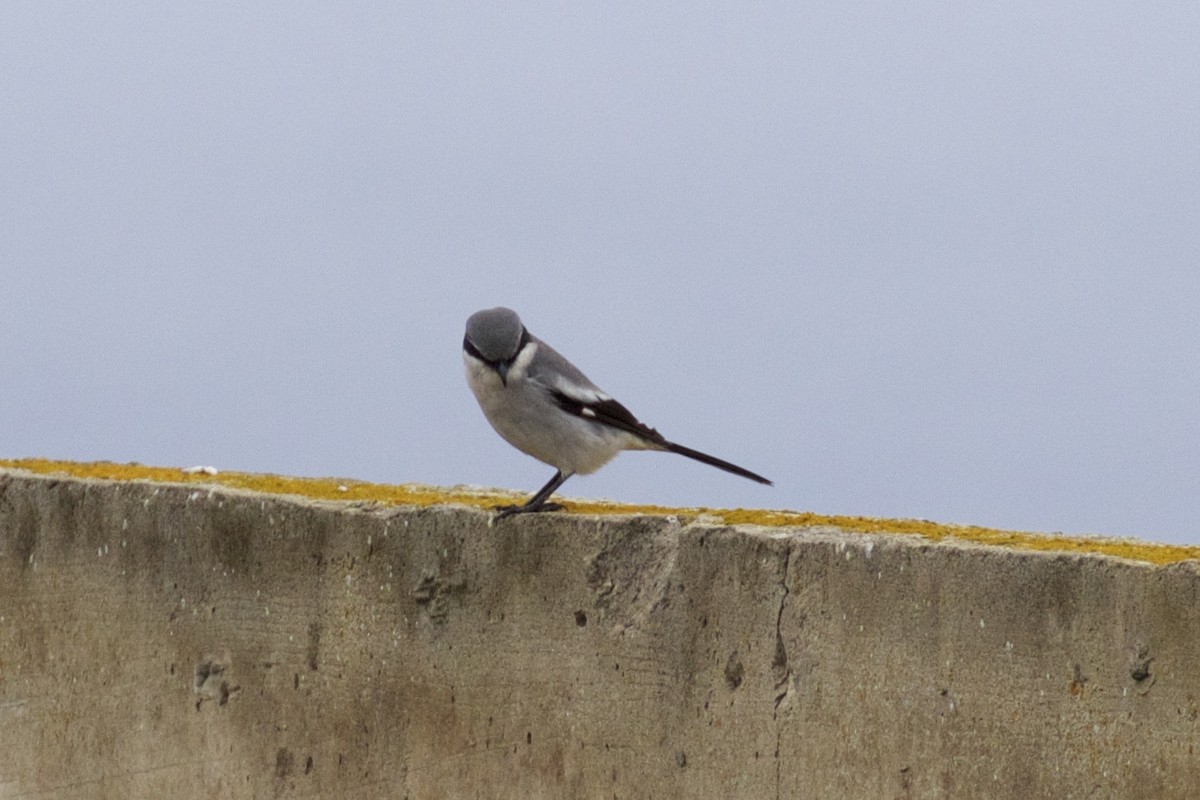 Сорокопуд американський - ML131398041